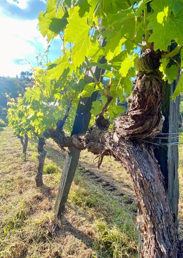 Private Douro- Quinta Das Susandas Mesão Frio Екстериор снимка
