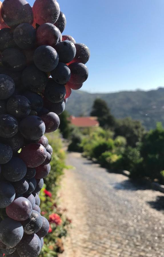 Private Douro- Quinta Das Susandas Mesão Frio Екстериор снимка