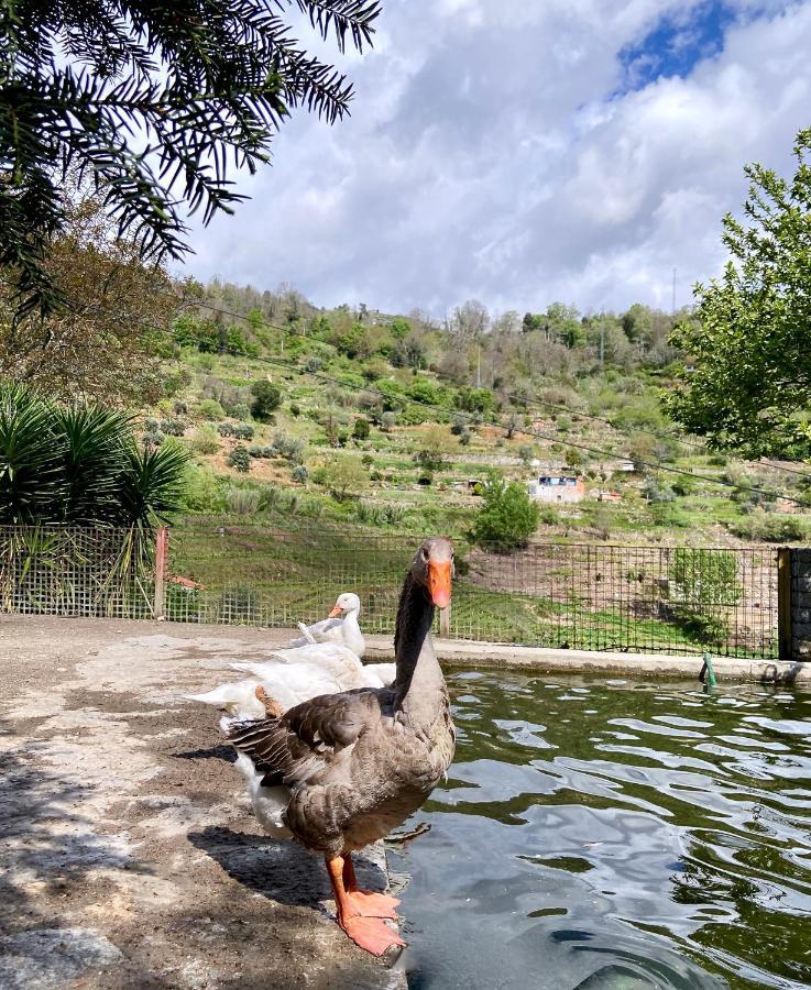 Private Douro- Quinta Das Susandas Mesão Frio Екстериор снимка